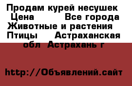 Продам курей несушек › Цена ­ 350 - Все города Животные и растения » Птицы   . Астраханская обл.,Астрахань г.